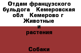 Отдам французского бульдога - Кемеровская обл., Кемерово г. Животные и растения » Собаки   